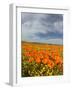 Road through Poppies, Antelope Valley, California, USA-Terry Eggers-Framed Photographic Print