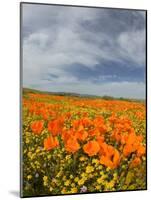 Road through Poppies, Antelope Valley, California, USA-Terry Eggers-Mounted Photographic Print