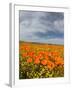 Road through Poppies, Antelope Valley, California, USA-Terry Eggers-Framed Photographic Print