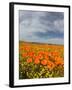 Road through Poppies, Antelope Valley, California, USA-Terry Eggers-Framed Photographic Print