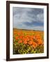 Road through Poppies, Antelope Valley, California, USA-Terry Eggers-Framed Photographic Print