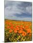 Road through Poppies, Antelope Valley, California, USA-Terry Eggers-Mounted Photographic Print