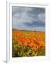 Road through Poppies, Antelope Valley, California, USA-Terry Eggers-Framed Photographic Print