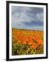 Road through Poppies, Antelope Valley, California, USA-Terry Eggers-Framed Photographic Print