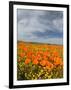 Road through Poppies, Antelope Valley, California, USA-Terry Eggers-Framed Photographic Print