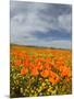 Road through Poppies, Antelope Valley, California, USA-Terry Eggers-Mounted Photographic Print