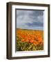 Road through Poppies, Antelope Valley, California, USA-Terry Eggers-Framed Photographic Print