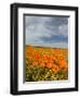 Road through Poppies, Antelope Valley, California, USA-Terry Eggers-Framed Premium Photographic Print