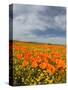 Road through Poppies, Antelope Valley, California, USA-Terry Eggers-Stretched Canvas