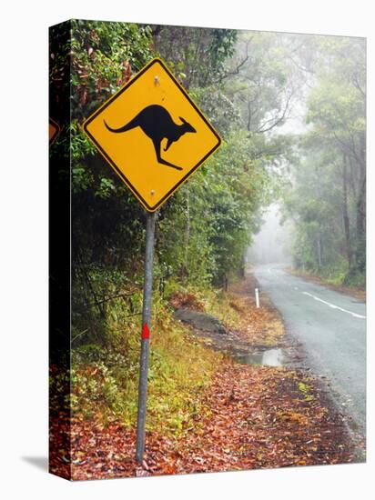 Road through Rainforest, Lamington National Park, Gold Coast Hinterland, Queensland, Australia-David Wall-Stretched Canvas