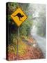 Road through Rainforest, Lamington National Park, Gold Coast Hinterland, Queensland, Australia-David Wall-Stretched Canvas