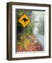 Road through Rainforest, Lamington National Park, Gold Coast Hinterland, Queensland, Australia-David Wall-Framed Photographic Print