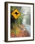 Road through Rainforest, Lamington National Park, Gold Coast Hinterland, Queensland, Australia-David Wall-Framed Photographic Print