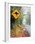 Road through Rainforest, Lamington National Park, Gold Coast Hinterland, Queensland, Australia-David Wall-Framed Photographic Print