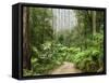 Road Through Rainforest, Yarra Ranges National Park, Victoria, Australia, Pacific-Schlenker Jochen-Framed Stretched Canvas