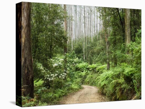 Road Through Rainforest, Yarra Ranges National Park, Victoria, Australia, Pacific-Schlenker Jochen-Stretched Canvas