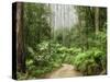 Road Through Rainforest, Yarra Ranges National Park, Victoria, Australia, Pacific-Schlenker Jochen-Stretched Canvas