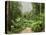 Road Through Rainforest, Yarra Ranges National Park, Victoria, Australia, Pacific-Schlenker Jochen-Stretched Canvas