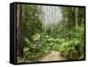 Road Through Rainforest, Yarra Ranges National Park, Victoria, Australia, Pacific-Schlenker Jochen-Framed Stretched Canvas