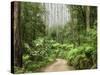 Road Through Rainforest, Yarra Ranges National Park, Victoria, Australia, Pacific-Schlenker Jochen-Stretched Canvas