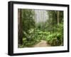 Road Through Rainforest, Yarra Ranges National Park, Victoria, Australia, Pacific-Schlenker Jochen-Framed Photographic Print