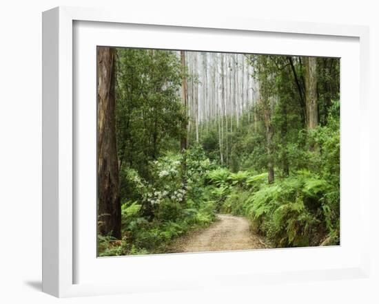 Road Through Rainforest, Yarra Ranges National Park, Victoria, Australia, Pacific-Schlenker Jochen-Framed Photographic Print