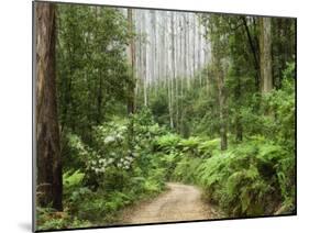 Road Through Rainforest, Yarra Ranges National Park, Victoria, Australia, Pacific-Schlenker Jochen-Mounted Photographic Print