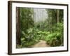 Road Through Rainforest, Yarra Ranges National Park, Victoria, Australia, Pacific-Schlenker Jochen-Framed Photographic Print