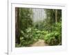 Road Through Rainforest, Yarra Ranges National Park, Victoria, Australia, Pacific-Schlenker Jochen-Framed Photographic Print