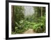 Road Through Rainforest, Yarra Ranges National Park, Victoria, Australia, Pacific-Schlenker Jochen-Framed Photographic Print