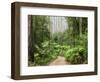 Road Through Rainforest, Yarra Ranges National Park, Victoria, Australia, Pacific-Schlenker Jochen-Framed Photographic Print