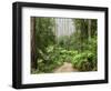 Road Through Rainforest, Yarra Ranges National Park, Victoria, Australia, Pacific-Schlenker Jochen-Framed Photographic Print