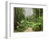 Road Through Rainforest, Yarra Ranges National Park, Victoria, Australia, Pacific-Schlenker Jochen-Framed Photographic Print