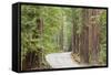 Road Through Redwoods, Big Basin Redwoods State Park, California, USA-Jaynes Gallery-Framed Stretched Canvas