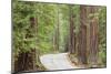 Road Through Redwoods, Big Basin Redwoods State Park, California, USA-Jaynes Gallery-Mounted Photographic Print