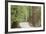 Road Through Redwoods, Big Basin Redwoods State Park, California, USA-Jaynes Gallery-Framed Photographic Print