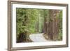 Road Through Redwoods, Big Basin Redwoods State Park, California, USA-Jaynes Gallery-Framed Photographic Print