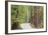 Road Through Redwoods, Big Basin Redwoods State Park, California, USA-Jaynes Gallery-Framed Photographic Print