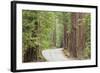 Road Through Redwoods, Big Basin Redwoods State Park, California, USA-Jaynes Gallery-Framed Photographic Print