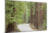 Road Through Redwoods, Big Basin Redwoods State Park, California, USA-Jaynes Gallery-Mounted Photographic Print