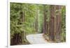 Road Through Redwoods, Big Basin Redwoods State Park, California, USA-Jaynes Gallery-Framed Photographic Print