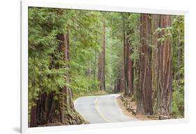 Road Through Redwoods, Big Basin Redwoods State Park, California, USA-Jaynes Gallery-Framed Photographic Print