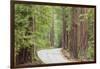 Road Through Redwoods, Big Basin Redwoods State Park, California, USA-Jaynes Gallery-Framed Photographic Print