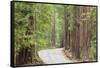 Road Through Redwoods, Big Basin Redwoods State Park, California, USA-Jaynes Gallery-Framed Stretched Canvas