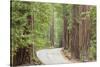 Road Through Redwoods, Big Basin Redwoods State Park, California, USA-Jaynes Gallery-Stretched Canvas