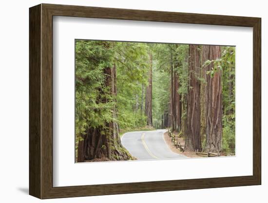 Road Through Redwoods, Big Basin Redwoods State Park, California, USA-Jaynes Gallery-Framed Photographic Print