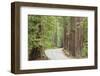 Road Through Redwoods, Big Basin Redwoods State Park, California, USA-Jaynes Gallery-Framed Photographic Print