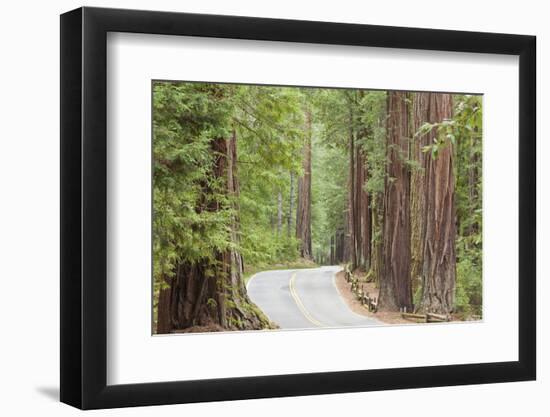 Road Through Redwoods, Big Basin Redwoods State Park, California, USA-Jaynes Gallery-Framed Photographic Print