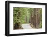 Road Through Redwoods, Big Basin Redwoods State Park, California, USA-Jaynes Gallery-Framed Photographic Print