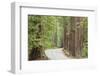 Road Through Redwoods, Big Basin Redwoods State Park, California, USA-Jaynes Gallery-Framed Photographic Print